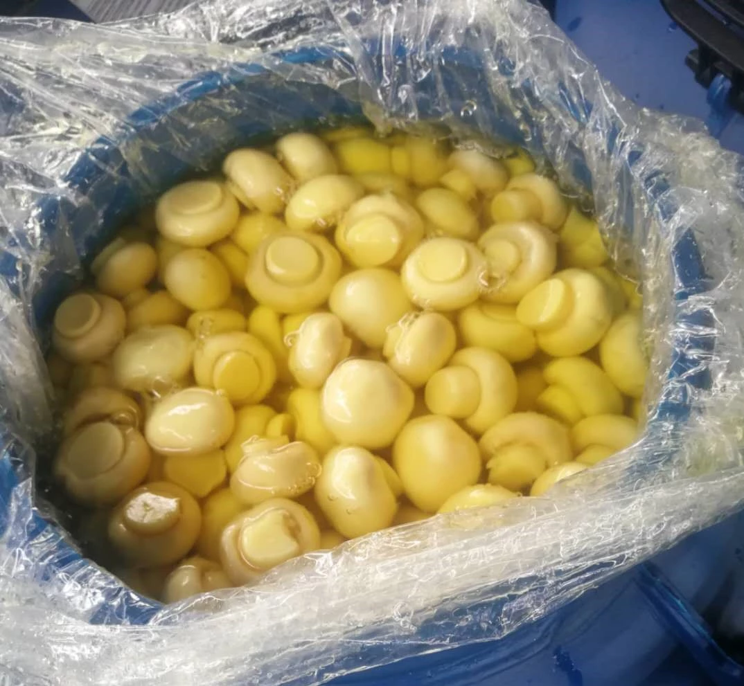 Cogumelo in SO2 in conserve Preserved mushroom in Drum