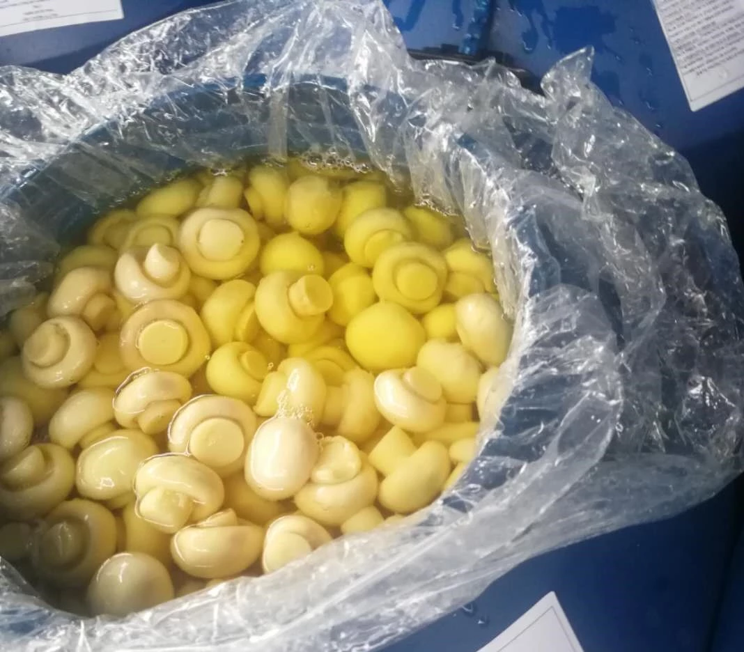 Cogumelo in SO2 in conserve Preserved mushroom in Drum