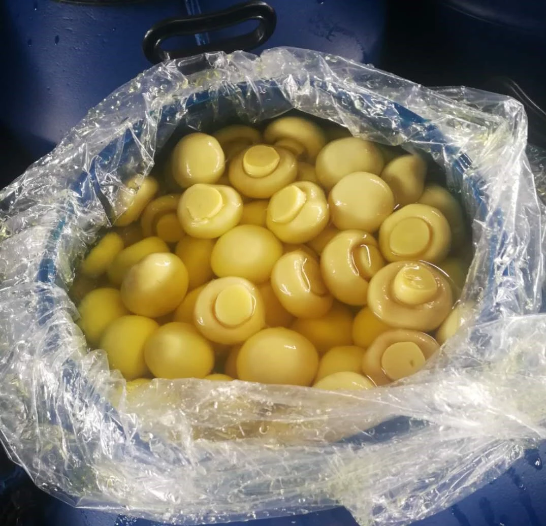 Cogumelo in SO2 in conserve Preserved mushroom in Drum