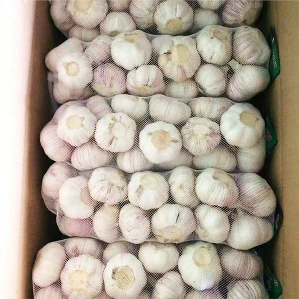 Bagaimana cara membuat minyak bawang putih segar?